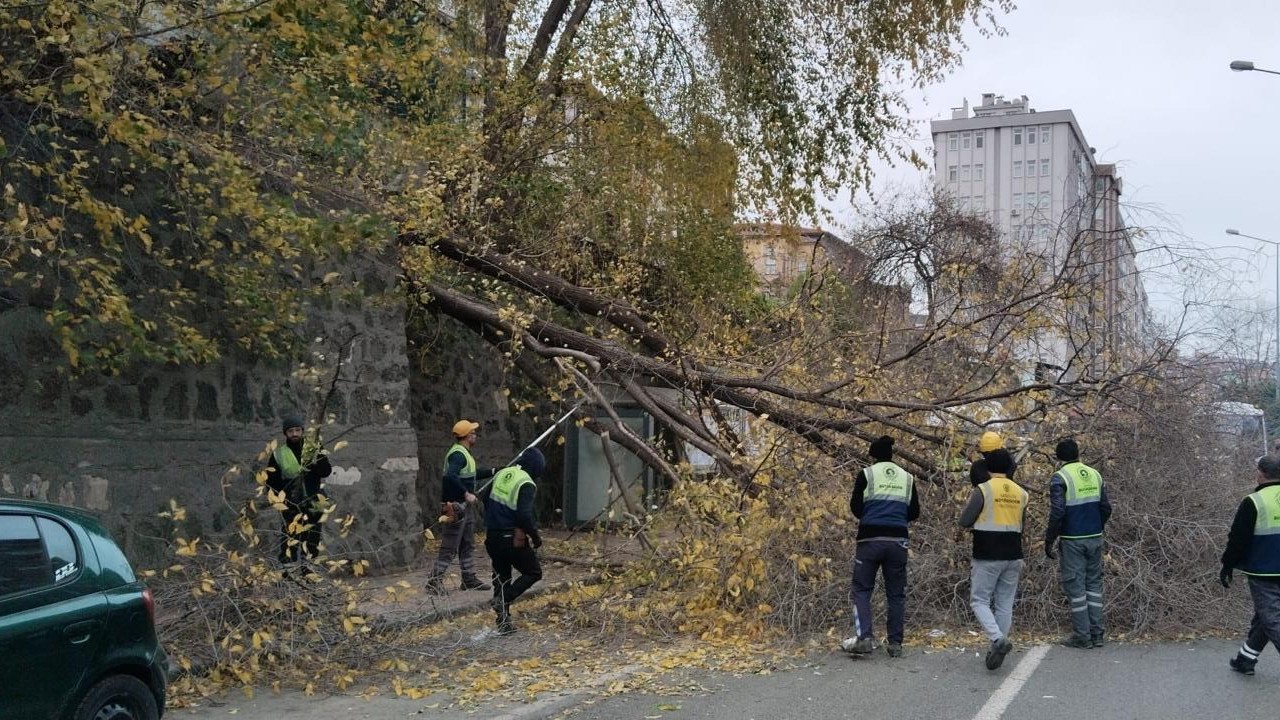 Samsun’da şiddetli rüzgar ağacı devirdi
