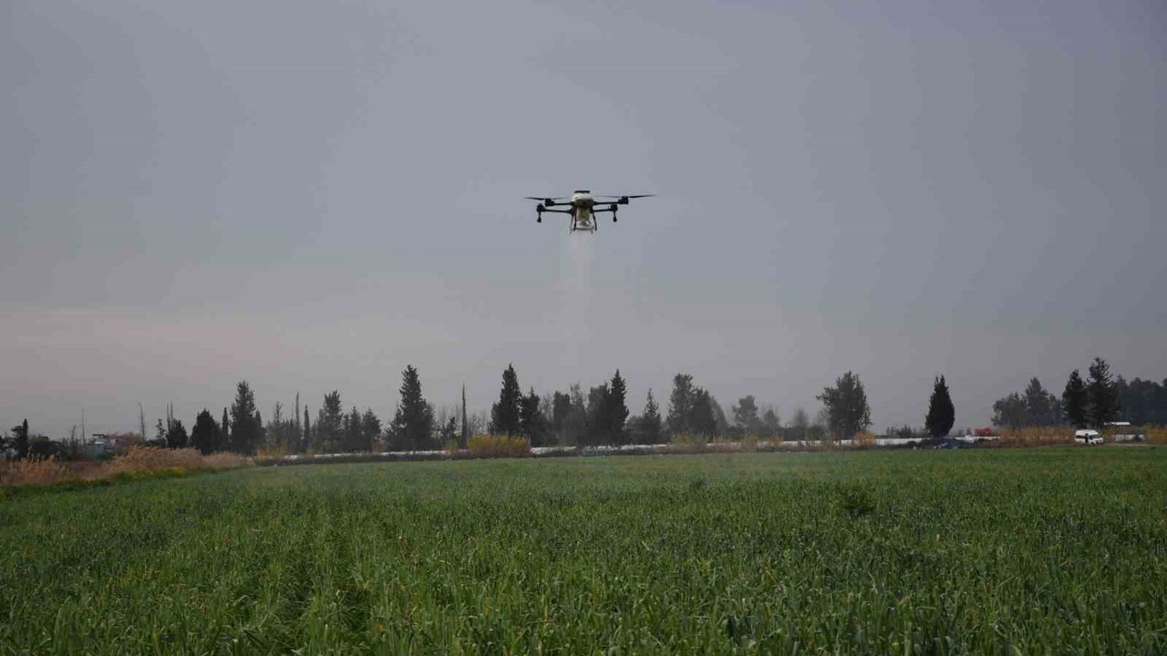 Mersin’de dronla gübreleme ve ilaçlama çiftçinin zayiatını sıfıra indirdi, zamandan tasarruf sağladı
