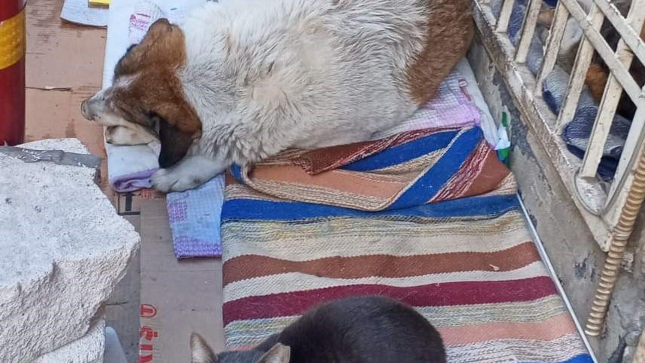 Soğuk hava kedi ve köpeği aynı yuvada buluşturdu

