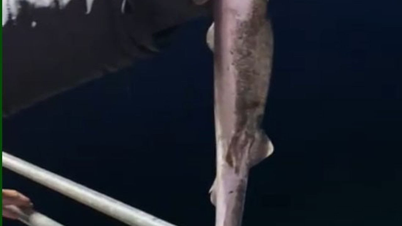 Köpekbalıkları Karadeniz’de ağlardan sonra balıkçıların oltalarına da takılmaya başladı
