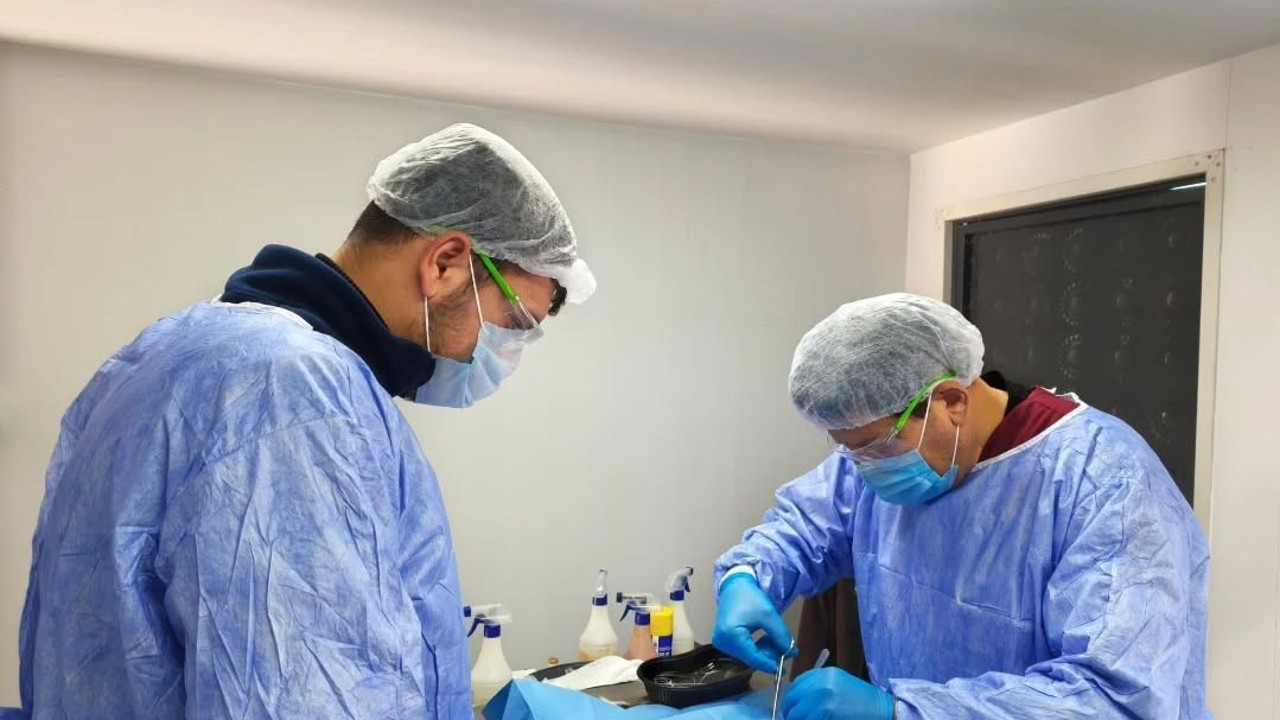 Germencik Belediyesi sokak hayvanları için kısırlaştırma çalışmalarını sürdürüyor
