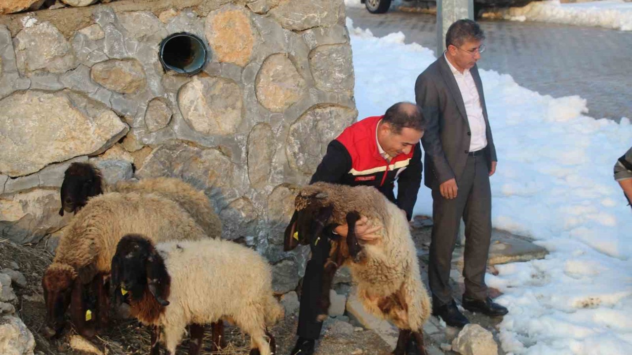 Vahşi hayvan saldırısında 35 koyun telef oldu, devlet yaraları sardı

