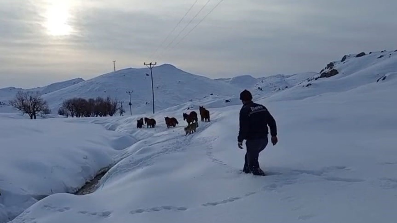 Batman’da dağda mahsur kalan 6 katır kurtarıldı
