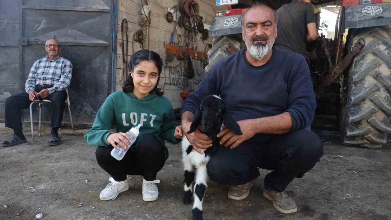 Annesi telef olan kuzuya şefkatle yaklaşan aile, Karabaş’ı biberonla besliyor
