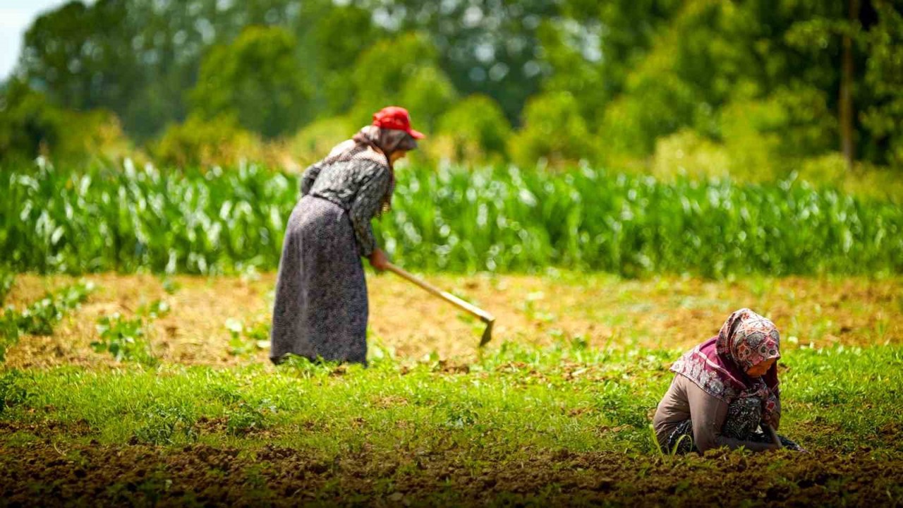 Kooperatif ve birliklere yüzde 75 hibeli tarımsal destek
