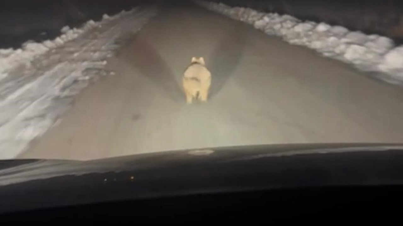 Mahalleye inen kurt, araç önünde kilometrelerce ilerledi
