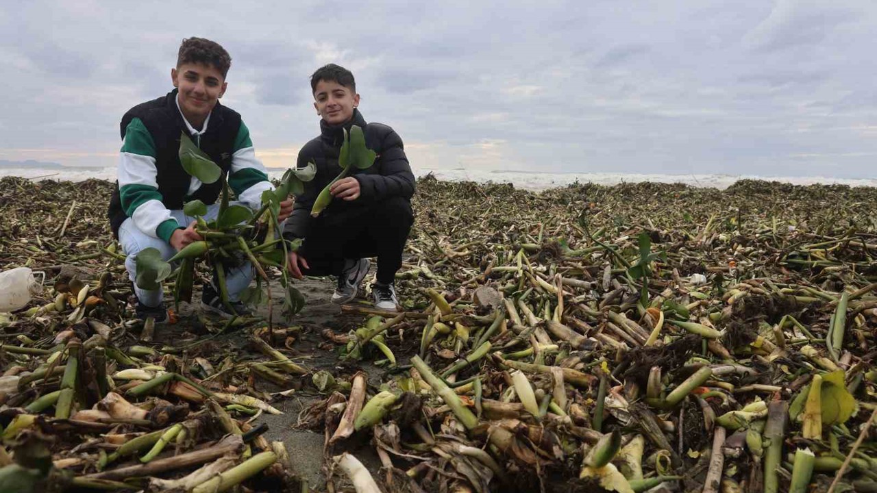 Asi nehrini istila eden su sümbülleri kuvvetli yağışla birlikte Akdeniz kıyısını yeşile bürüdü
