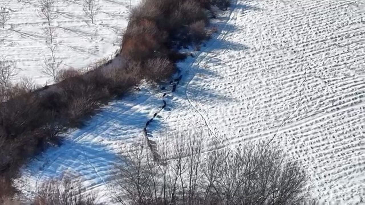 Elazığ’da domuz sürüsü görüldü

