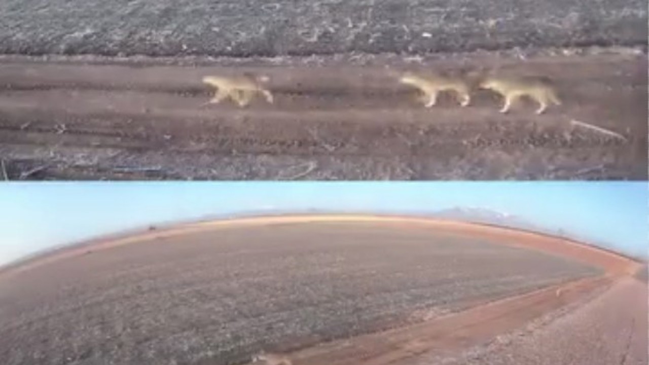 Karaman’da aç kalan kurtlar ovaya indi
