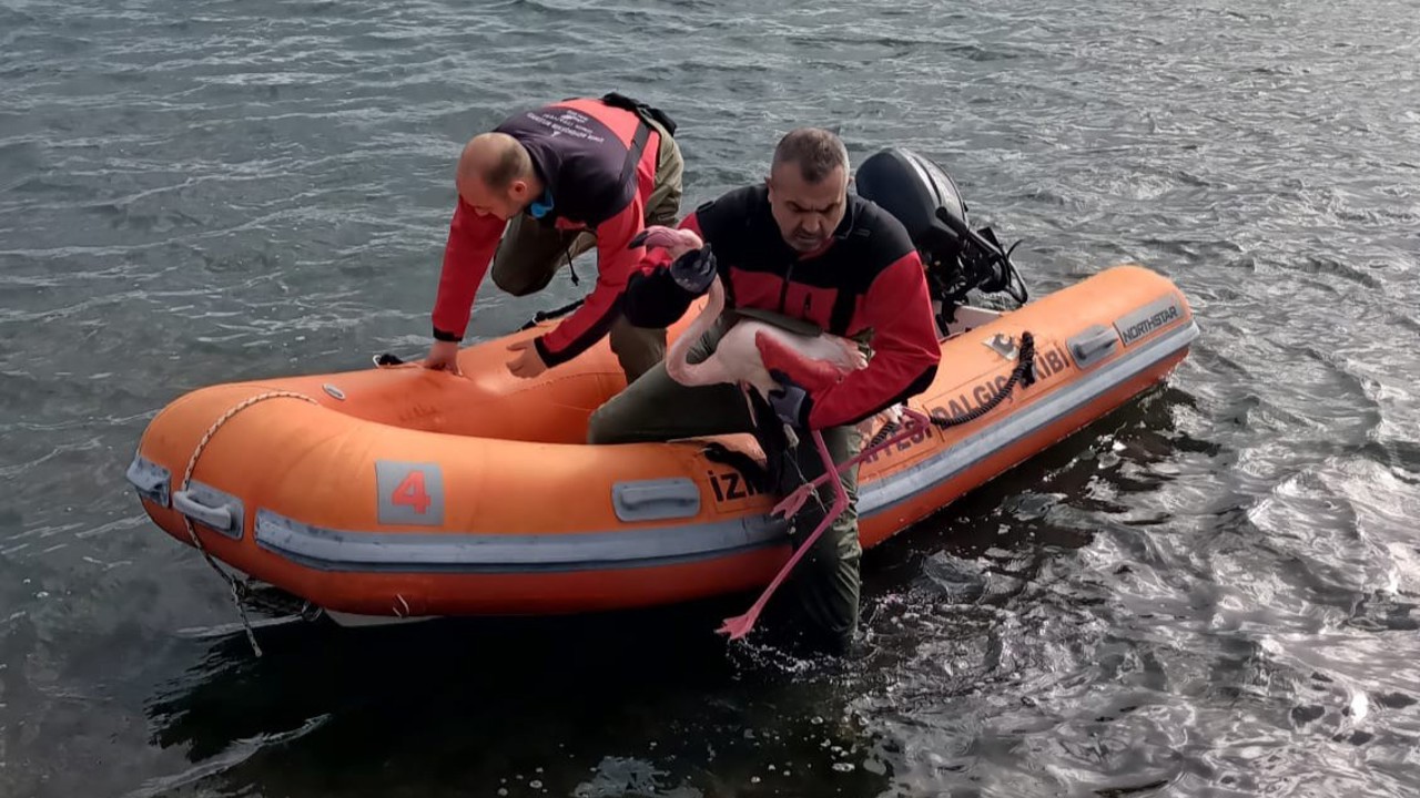 Misina tuzağından özgürlüğe
