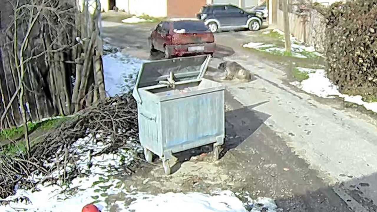 Köpeği ezen sürücü yakalandı
