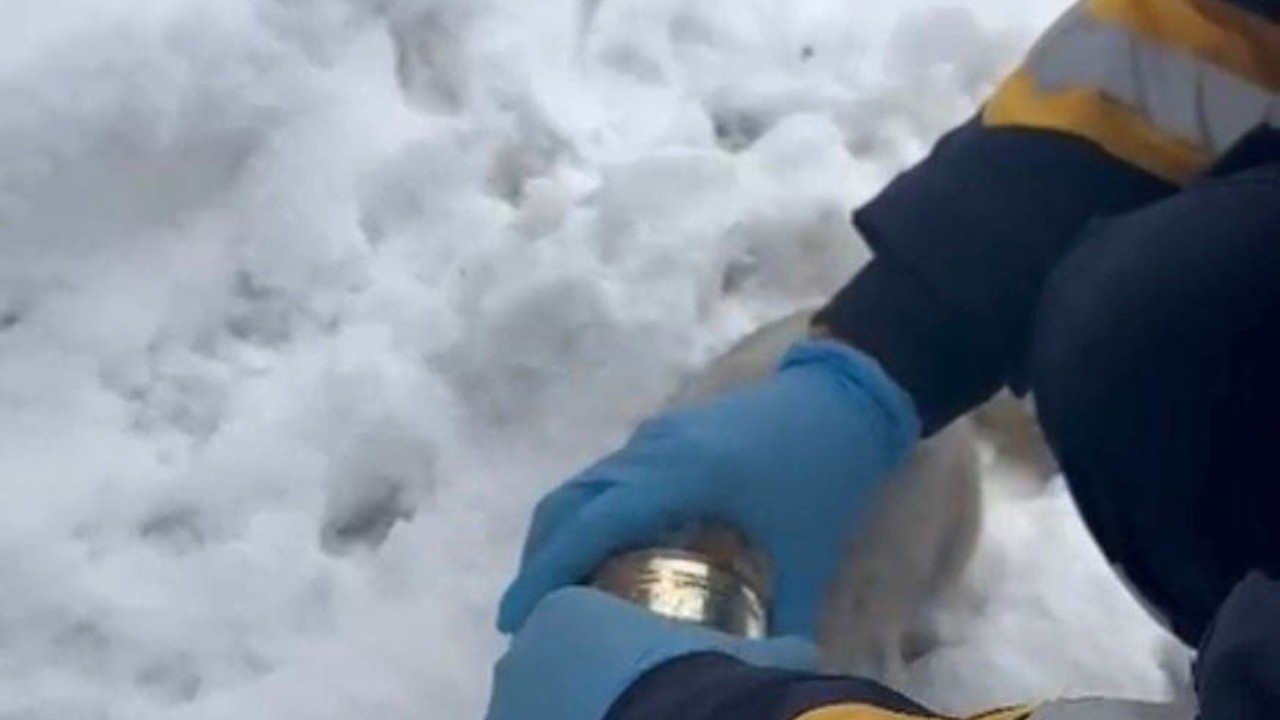 Kedinin başına sıkışan konserveyi sağlık ekipleri çıkardı
