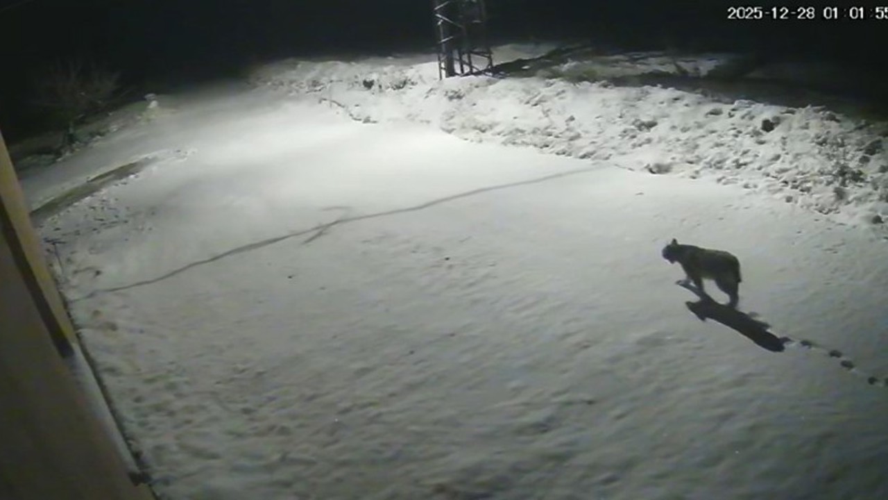 Malatya’da ‘vaşak görüntülendi
