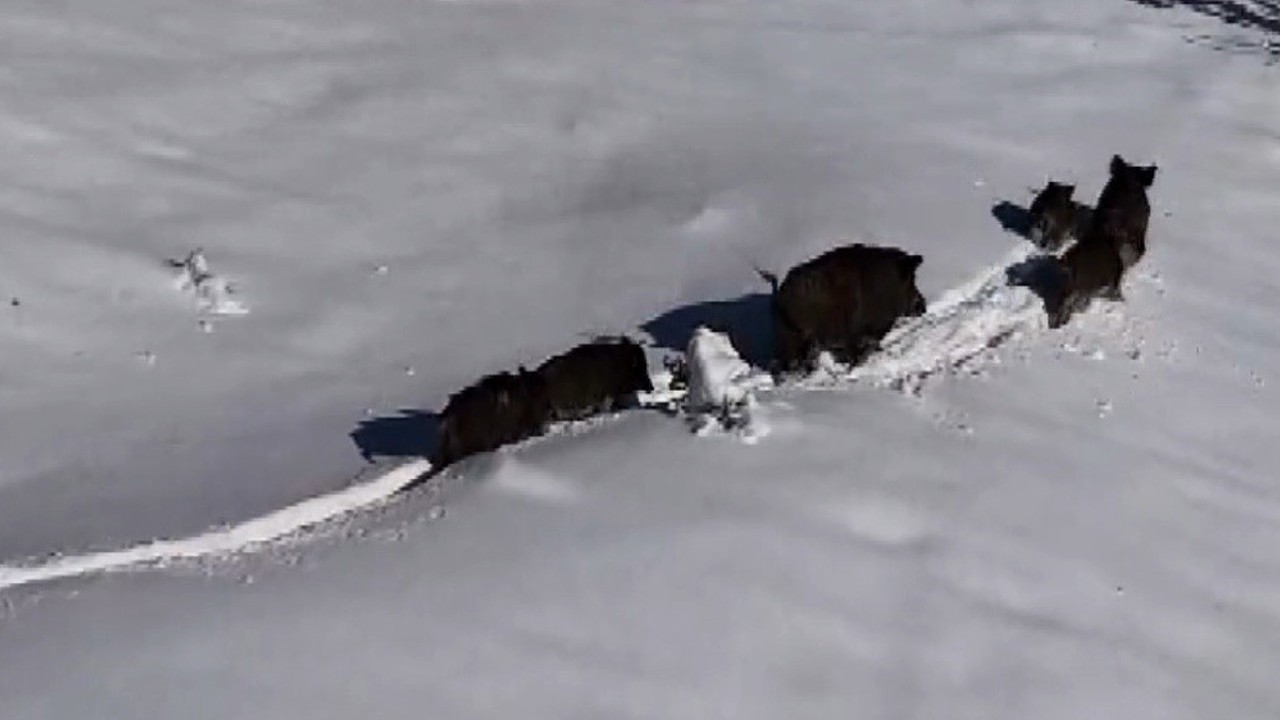 Karlı arazide ilerleyen domuz sürüsü havadan görüntülendi
