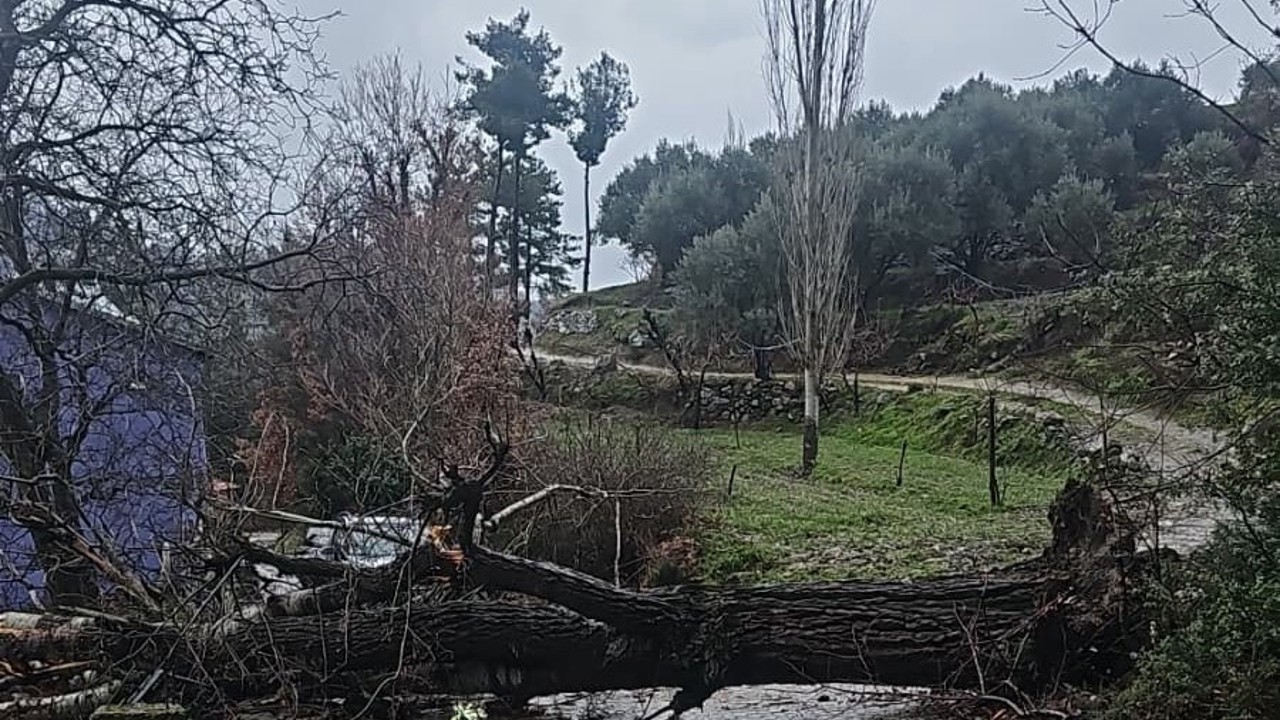 Asırlık kavak ağacı fırtınaya dayanamadı
