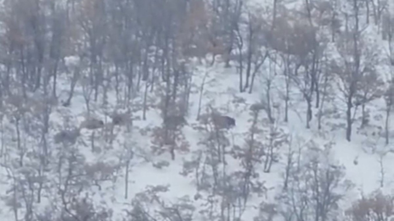 Malatya’da aç kalan domuz ve kurtlar, yerleşim yerlerine indi
