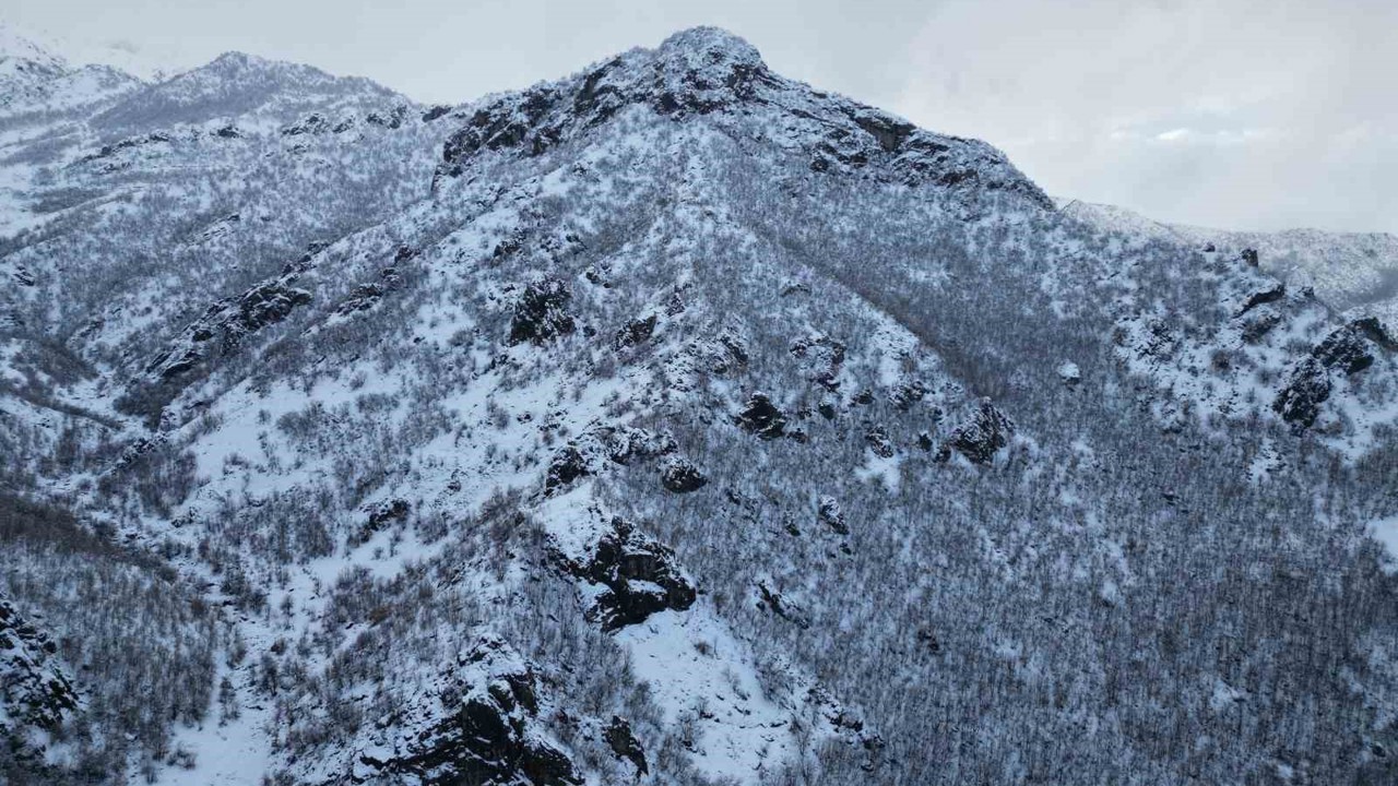 Karla birlikte meşe ormanı beyaza büründü
