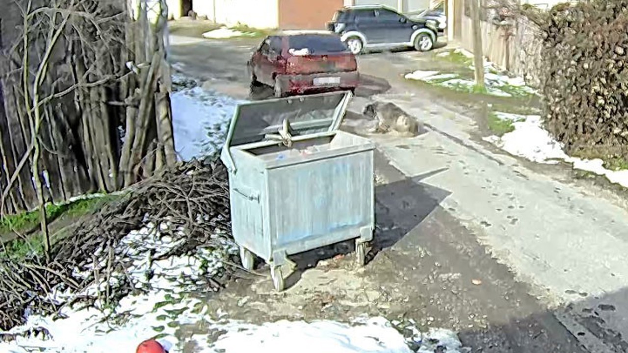 Bolu’da ezilen köpeğin röntgeninden 400 saçma çıktı:
