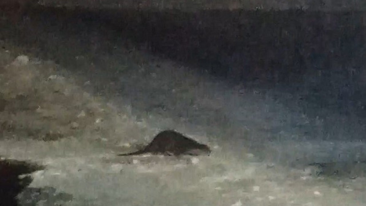 Buz tutan Çoruh’ta su samuru heyecanı: Vatandaşlar "gel gel" diye seslendi
