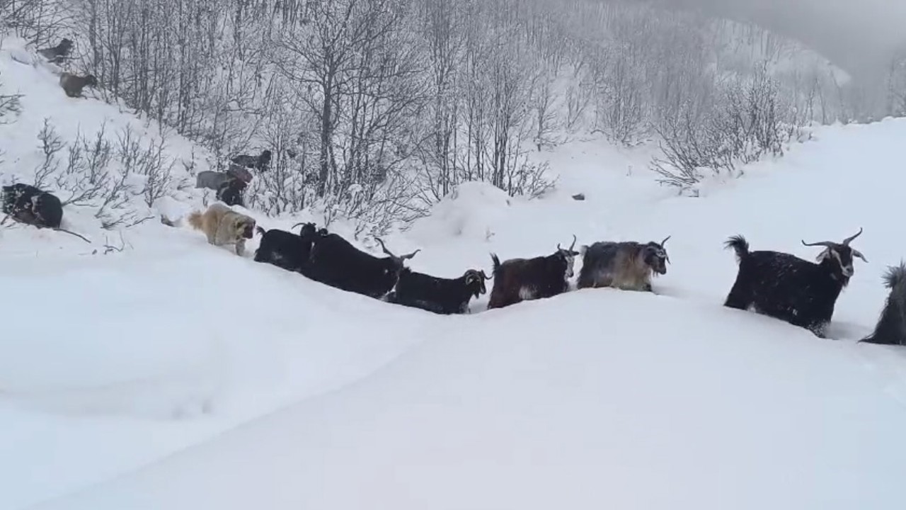 Yaban domuzunun saldırısına uğrayan çoban kameraya yansıdı
