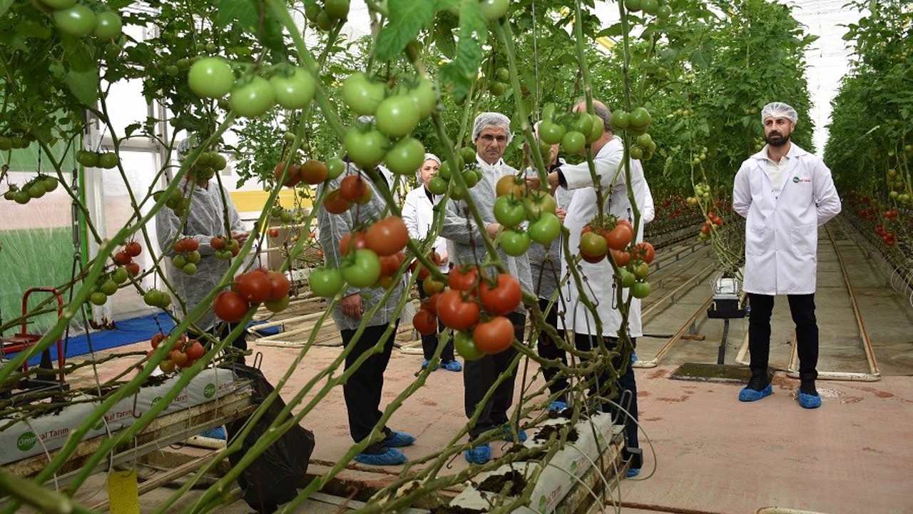 Modern sera yatırımları Salihli’de tarımı güçlendiriyor
