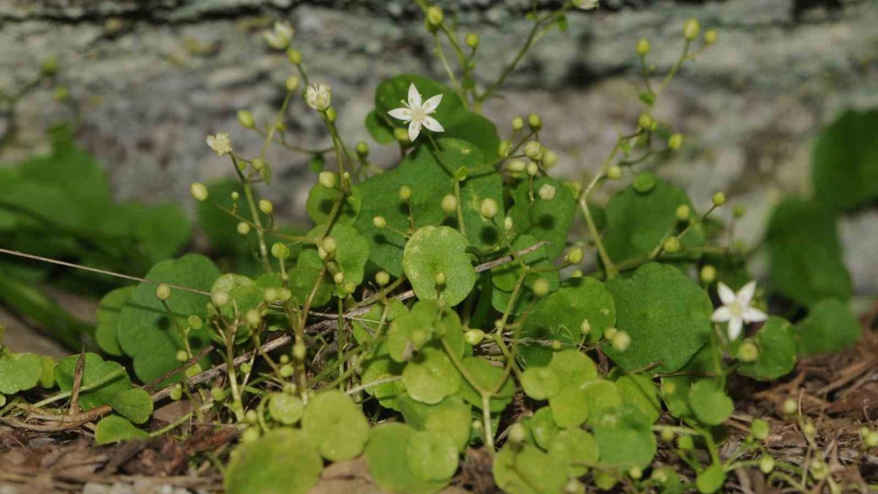 İzmir’de yeni bitki türü keşfedildi
