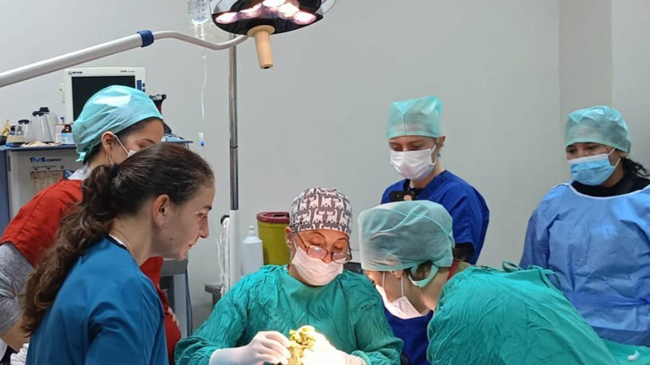 Veteriner Fakültesinde 3 bin hayvana şifa
