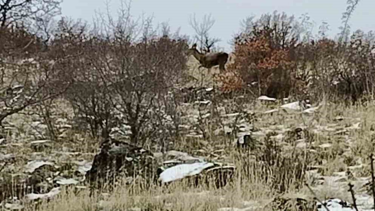 Ankara’da geyik sürüsü kameralara yansıdı
