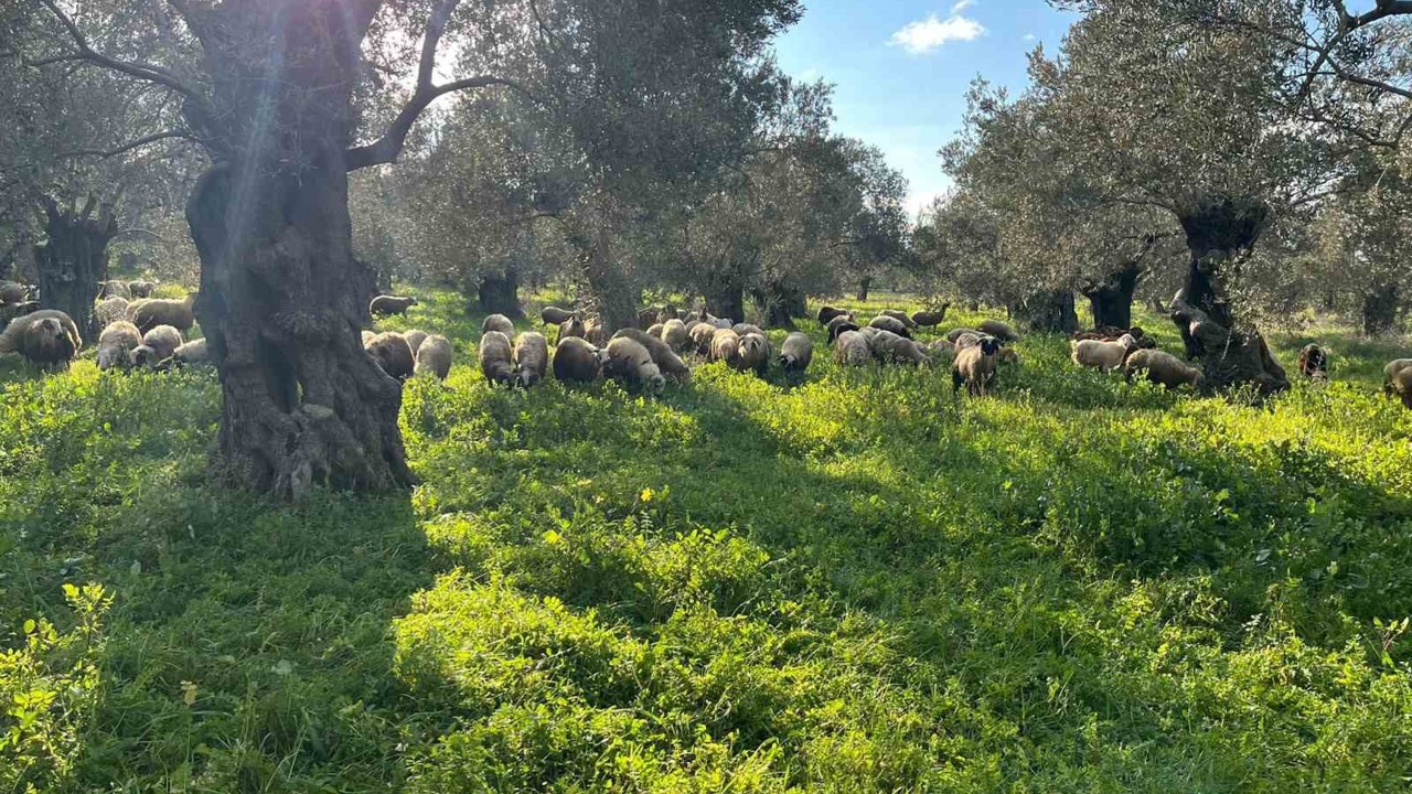 Balıkesir’de zeytinliklerde koyun otlatan çobana ceza
