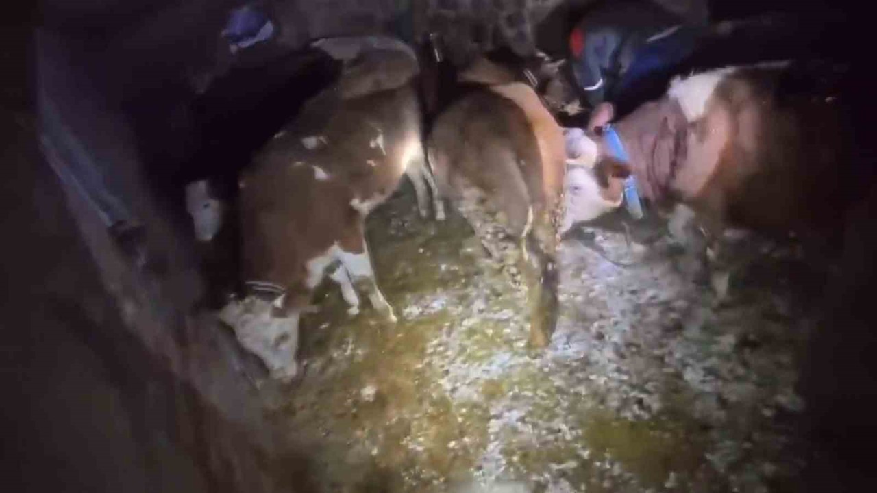 Adıyaman’da ahır çöktü, 3 büyükbaş hayvan telef oldu
