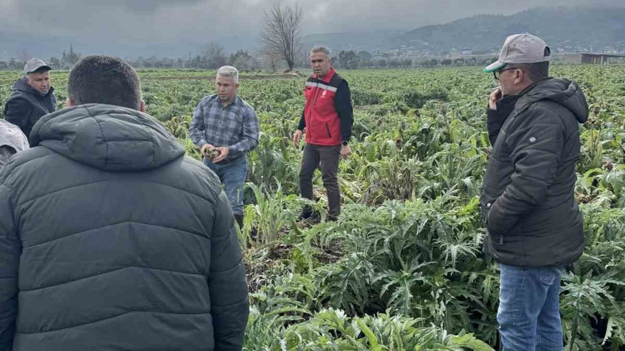 Enginar tarlaları incelendi, üreticiler TARSİM hakkında bilgilendirildi
