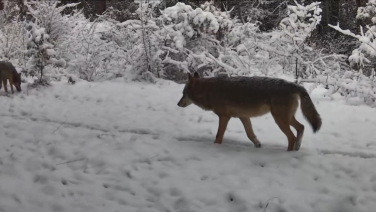 Yiyecek arayan vaşak ile kurtlar fotokapana yansıdı
