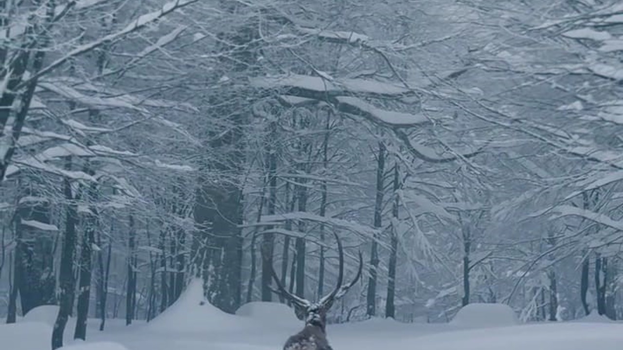Karla kaplı Kartepe’de kızıl geyik güzelliği
