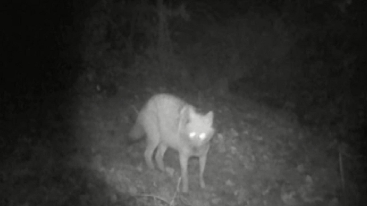 Kurt ve çakal aynı fotokapanda
