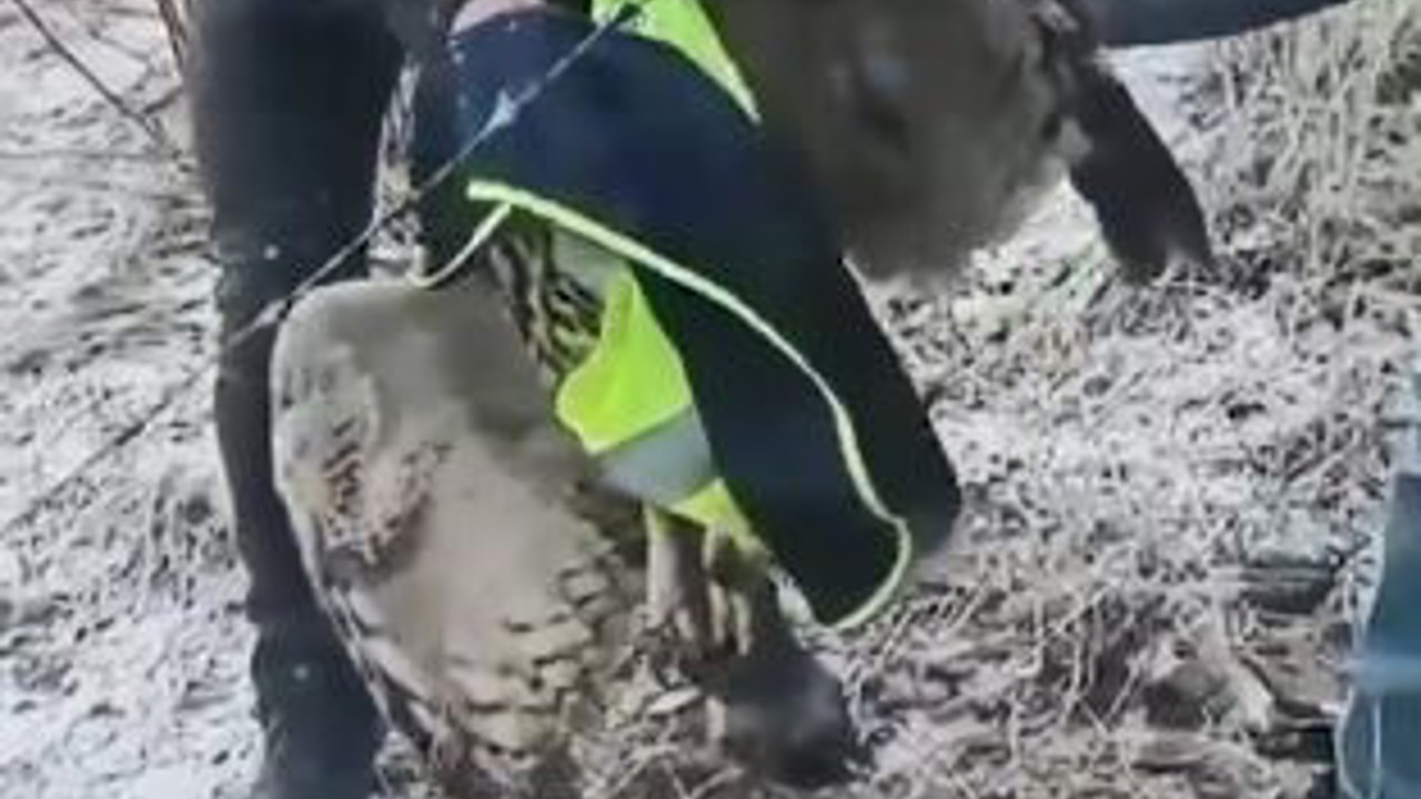 Artvin’de tellere takılan baykuşu İl Özel İdaresi ekipleri kurtardı
