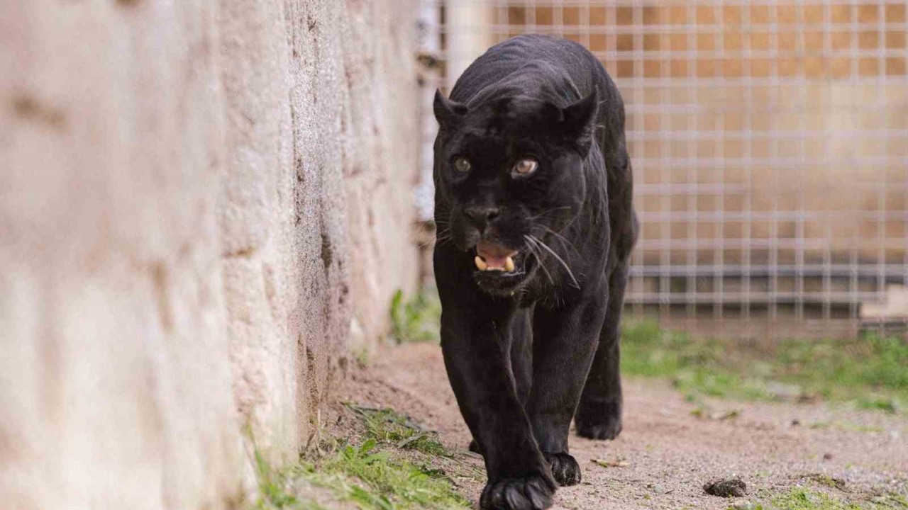 Doğal Yaşam Parkı’nın jaguarı Juliet yaşama veda etti
