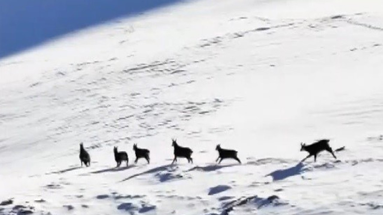 Munzur’un beyaz zirvesinde şamualar görüntülendi
