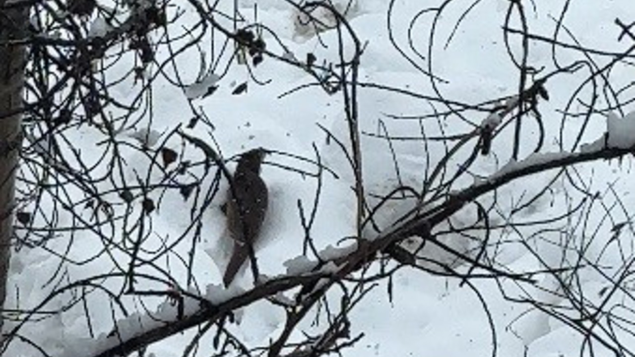 Tunceli’de beyaz örtü üzerinde nadir anlar: Nesli tehlike altındaki su samuru kamerada
