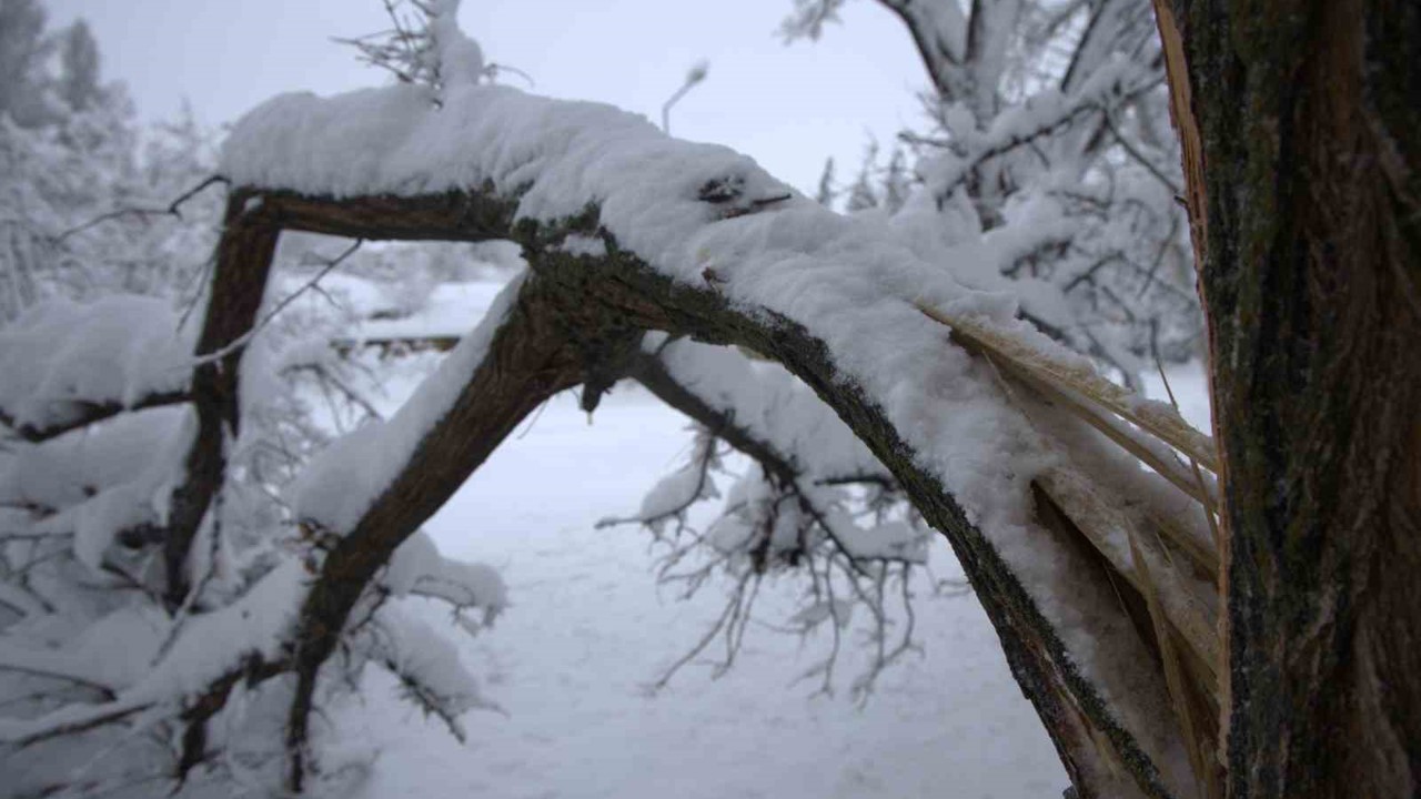 Yoğun kar yağışı Harput’ta çok sayıda ağacın dallarını kırdı
