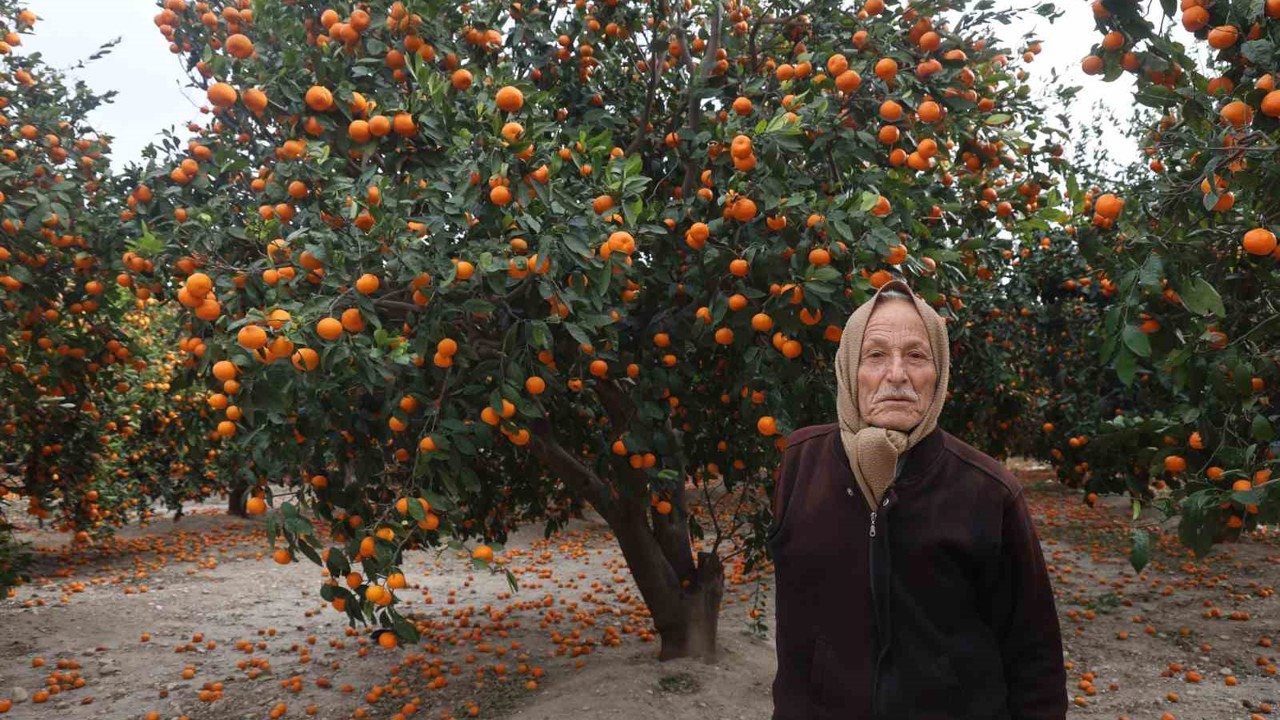 Çiftçinin dalından bedavaya vermeye razı olduğu mandalina bahçelerinde toprak turuncuya döndü
