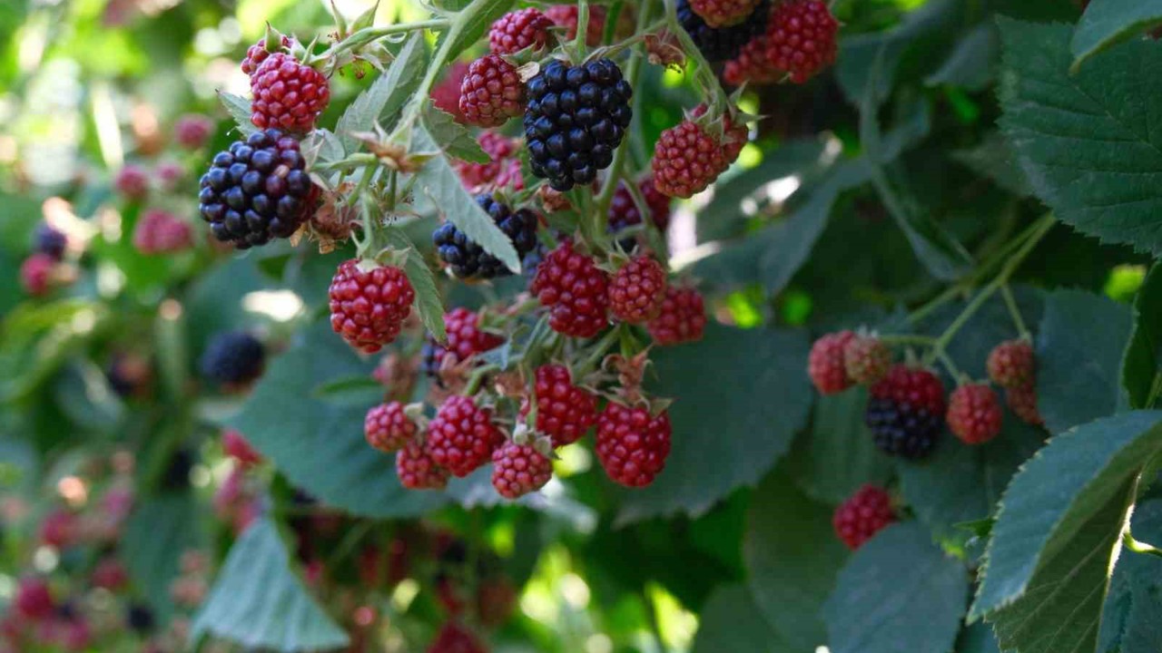 Kestel’de ahududu ve böğürtlen üretimi Sırbistan modeliyle artırılacak
