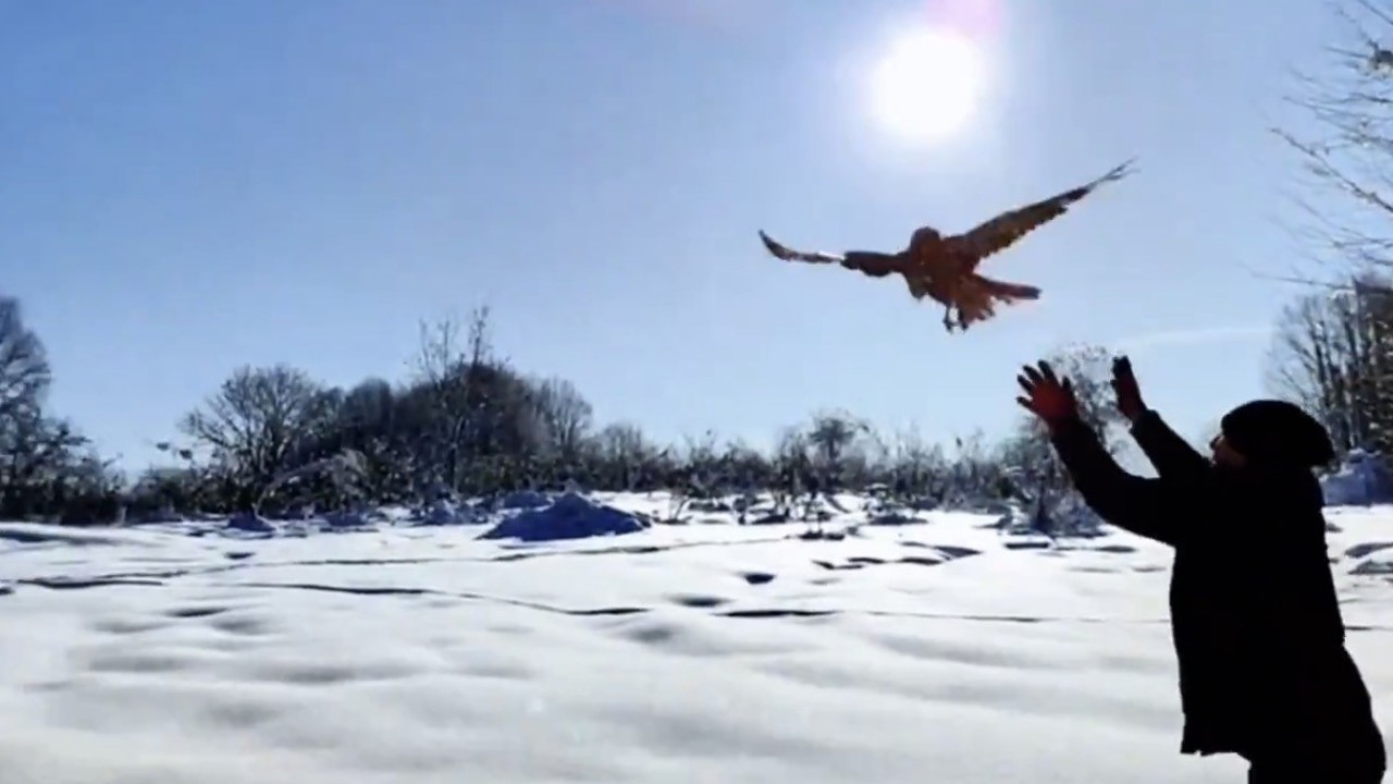 Düzce’de 211 yaban hayvanı doğaya salındı
