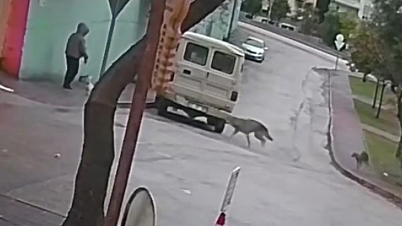 Kurt köpeklerinin saldırı anı kamerada: Küçük köpeği bulunan kadını yere düşürdüler
