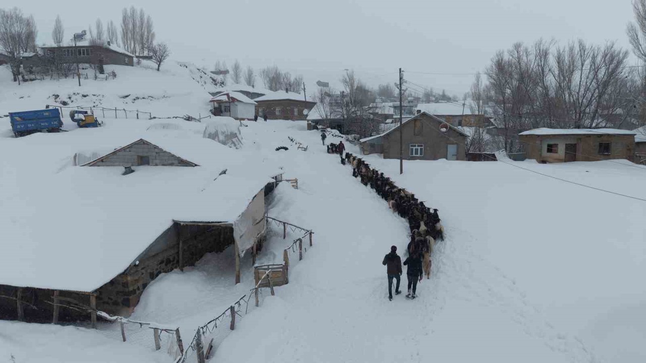 Keçi sürüsü 4 saatlik zorlu yolculukla köye ulaştırıldı
