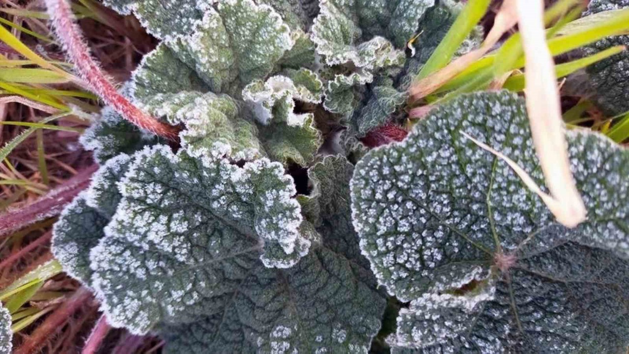 Muğla’nın sahil kesimlerine zirai don uyarısı
