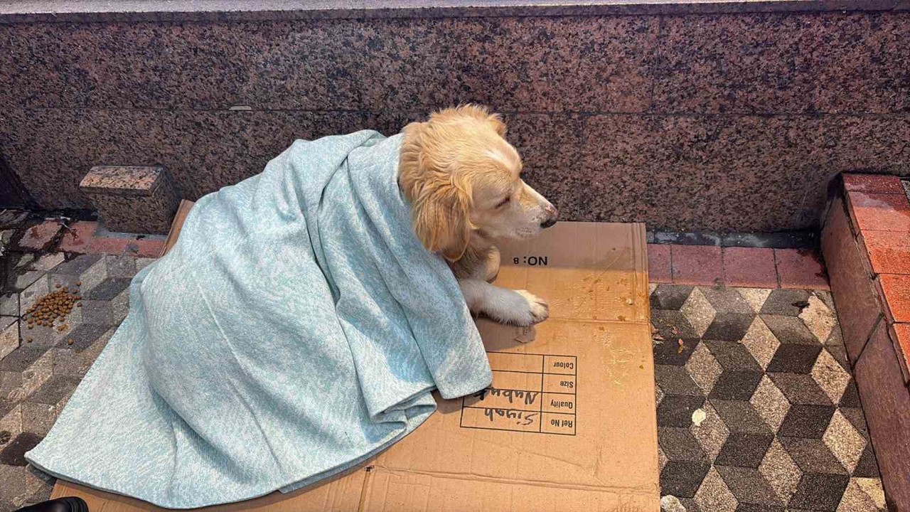 Üşüyen köpeğe yeni aldığı yorganı örten esnaf yürekleri ısıttı
