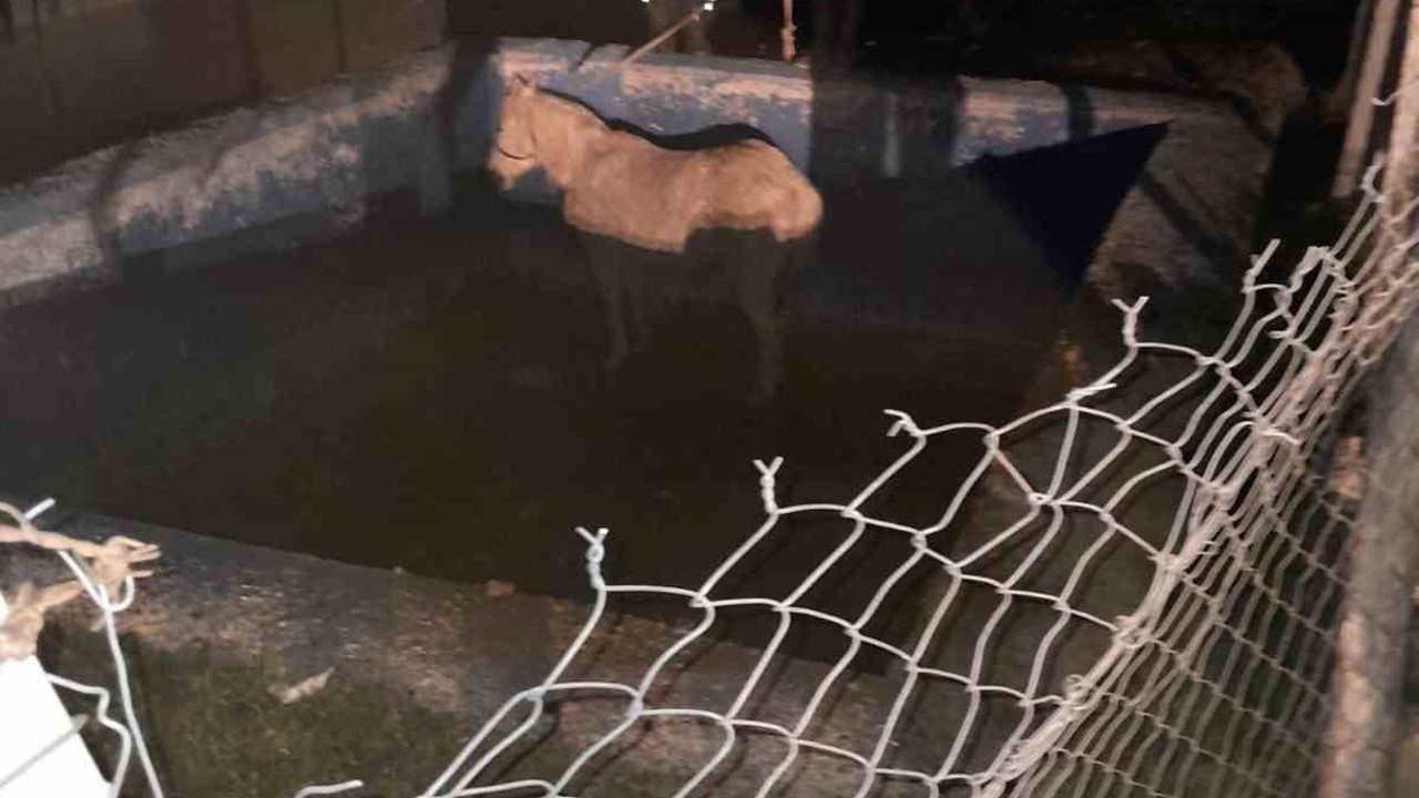 Havuza düşerek mahsur kalan atı itfaiyeciler kurtardı
