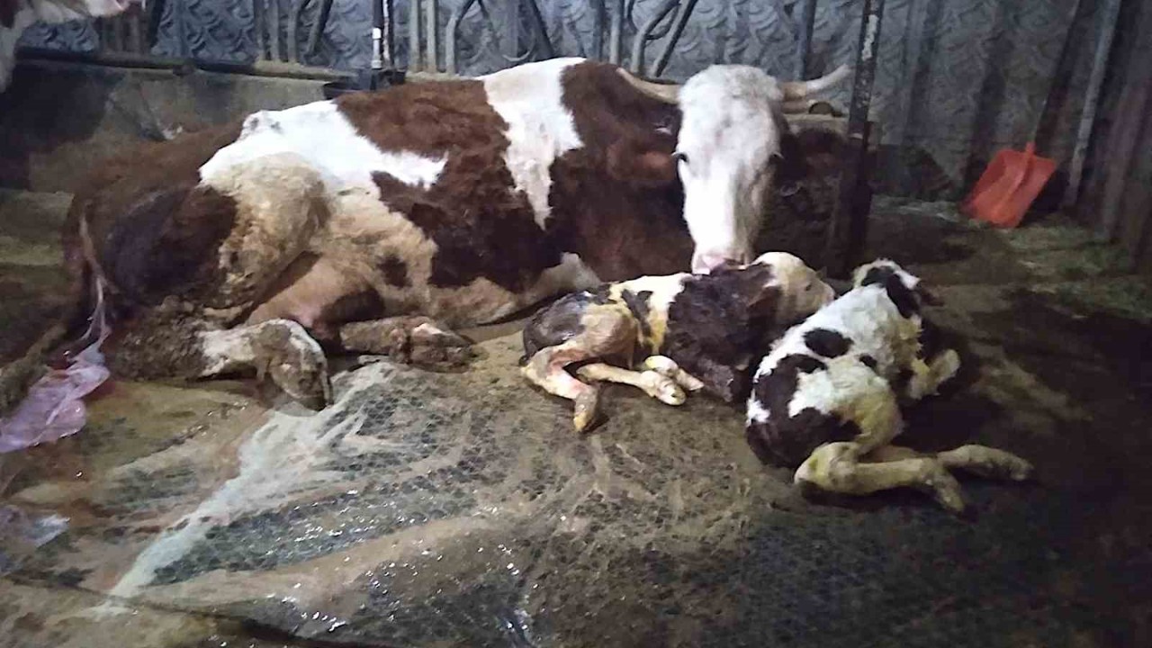 Ölü buzağıyla üzüldüler ikiz doğumla sevindiler
