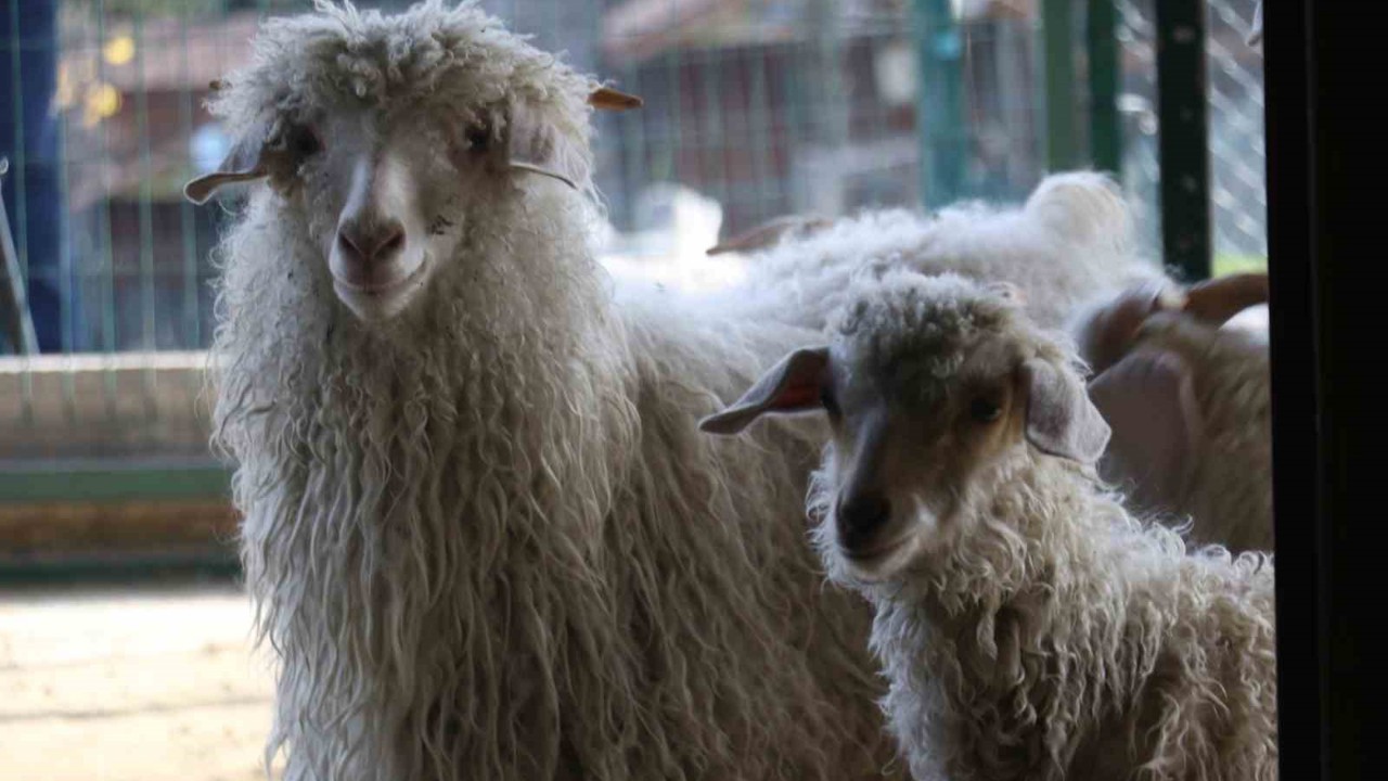 Endemik Vadi’de Ankara’nın 4 beyazı
