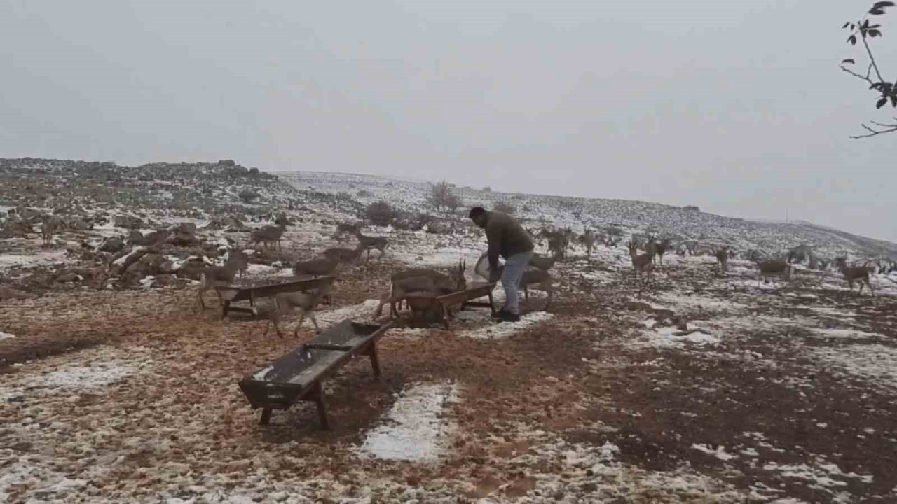 ‘Gazella gazella’ dağ ceylanlarının kar keyfi
